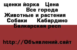 щенки йорка › Цена ­ 15 000 - Все города Животные и растения » Собаки   . Кабардино-Балкарская респ.
